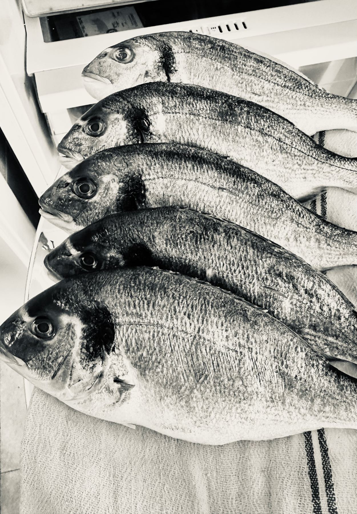 A line of dorada, skin still tight and bright.